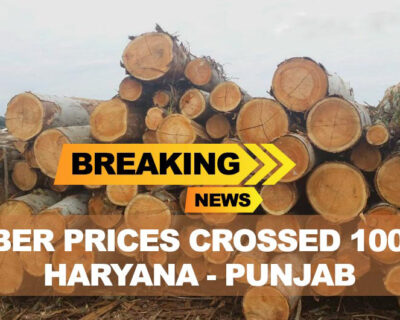 Breaking News – Timber prices crossed 1000 in Haryana-Punjab