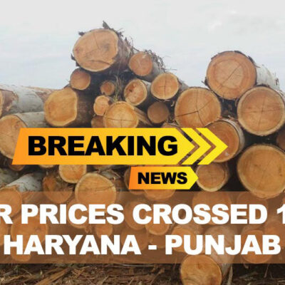 Breaking News – Timber prices crossed 1000 in Haryana-Punjab